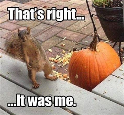 Random Photo: Squirrel eating pumpkin (2 Photos) - MajorGeeks