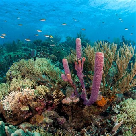 About Caribbean Coral Reefs | USA Today