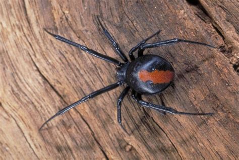 10 interesting insects and bugs found around Australia - InquiBox