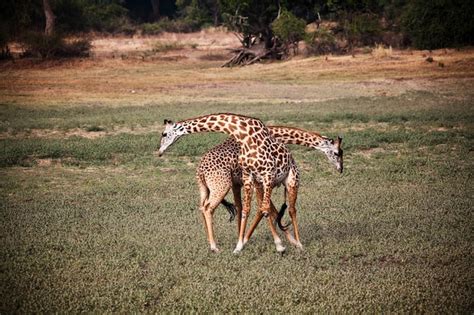 Premium Photo | Giraffe fighting