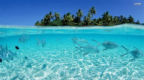 Tropical Fish Backgrounds - Wallpaper Cave