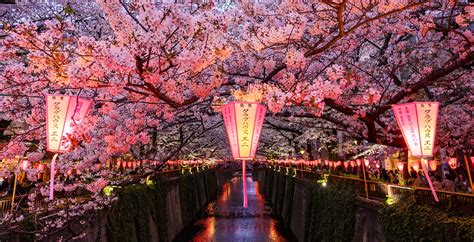 Cherry Blossom Time In Japan 2024 - Emyle Jackqueline