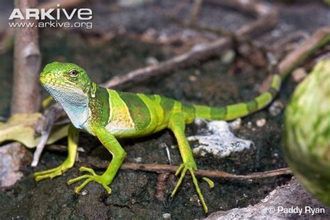 Fiji banded iguana - Alchetron, The Free Social Encyclopedia