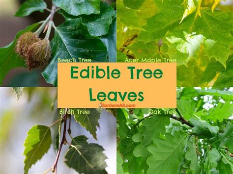 Edible Tree Leaves, Plus Bark, Blossoms and More! - GardensAll