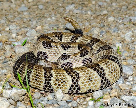 On the Subject of Nature: Timber Rattlesnake!