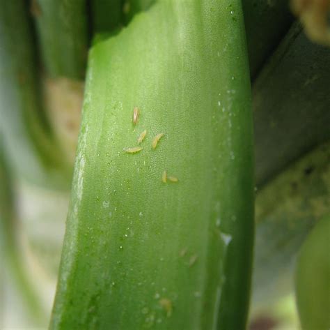 Onion Thrips Archives | Insecticide Resistance Action Committee