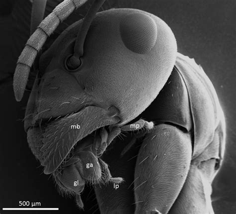 1 General view of an ant head (Formica sp.) to illustrate the... | Download Scientific Diagram