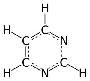 Pyrimidine - The Definitive Guide | Biology Dictionary