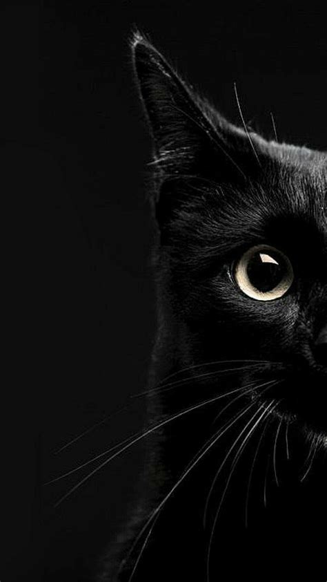 20 Greatest wallpaper aesthetic black cat You Can Download It Free Of Charge - Aesthetic Arena