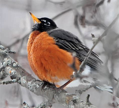 Birding Is Fun!: Birds in Winter