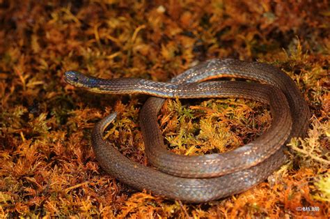 Snakes of Taiwan: Calamaria pavimentata - Collared Reed Snake