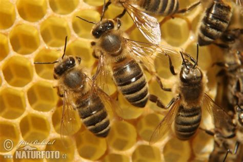 Apis mellifera Pictures, Western Honey Bee Images, Nature Wildlife Photos | NaturePhoto