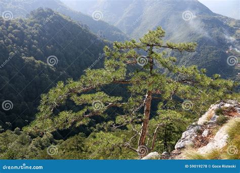 Pine tree on mountain stock photo. Image of outdoor, trees - 59019278