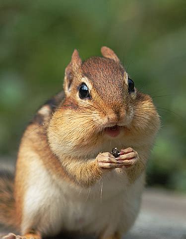 Latest Funny Pictures: Funny Chipmunk Photoes