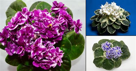 12 Types of African Violets | African Violets Varieties • India Gardening