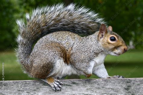 Profile of a fat grey squirrel - Hyde Park, London Stock Photo | Adobe ...