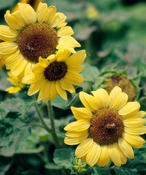 How to Plant and Grow Annual Sunflower