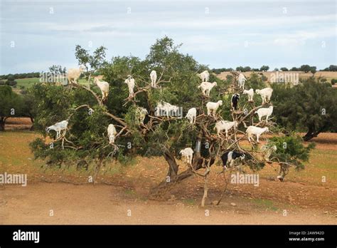 Goats in an Argan oil tree in Morocco, Africa Stock Photo - Alamy