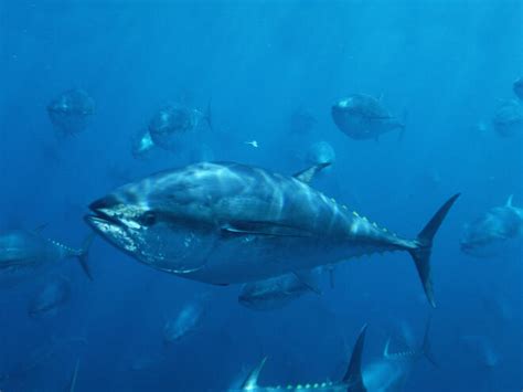 Bluefin Tuna | Species | WWF