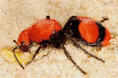 Red Velvet Ant Habitat - Animal Spot