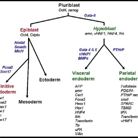 (PDF) Characteristics of the Endoderm: Embryonic and Extraembryonic in ...