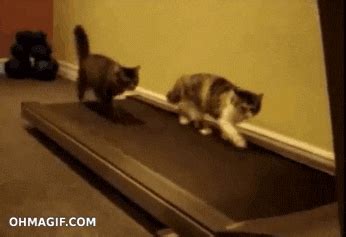 Cat Walks By GIFs - Get the best GIF on GIPHY