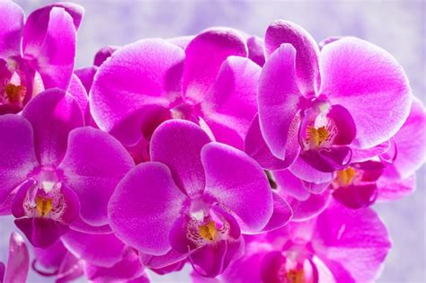 Premium Photo | Purple orchids background