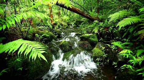 Relaxing Water Stream & Jungle Sounds - Rainforest Nature Sound For Me... | Nature, Forest ...