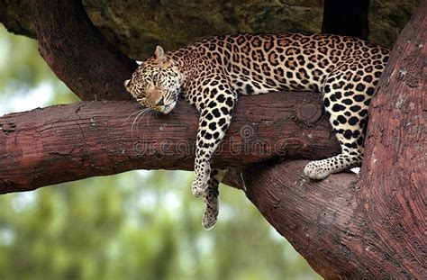 Leopard Sleeping on the Tree Stock Photo - Image of panthera, sleeping ...