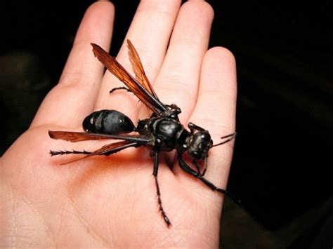 76 Best Of Does Sphex Pensylvanicus Sting - insectza