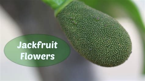 Jackfruit Flowers - How to Tell the Difference Between Male and Female Flowers / How to ...