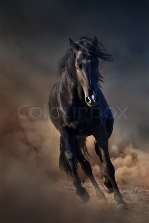 Beautiful black stallion run in desert ... | Stock image | Colourbox