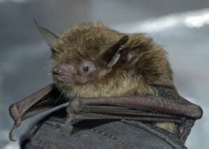 Little Brown Bat (Myotis lucifugus) | North Carolina Bat Working Group