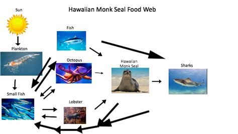 The Hawaiian Monk Seal - Home