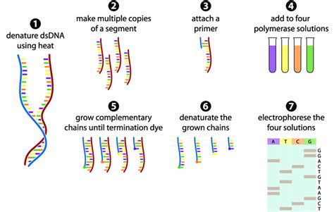 2 The Sanger sequencing method in 7 steps. (1) The dsDNA fragment is ...