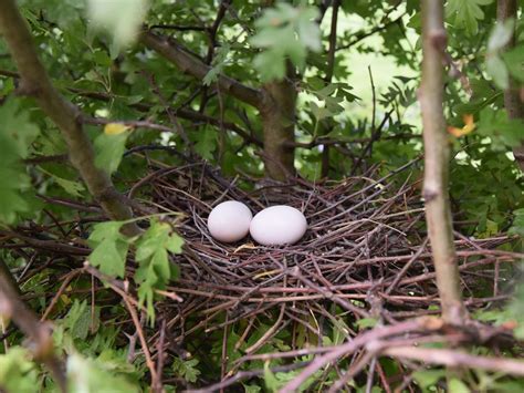 Wood Pigeon Nesting (All You Need To Know) | Bird Fact