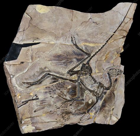 Bird-like Dinosaur Fossil - Stock Image - C036/2054 - Science Photo Library