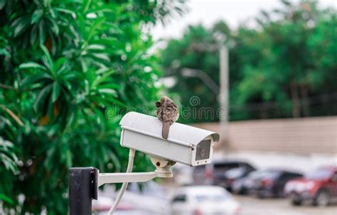 344 Surveillance Camera Parking Lot Stock Photos - Free & Royalty-Free Stock Photos from Dreamstime