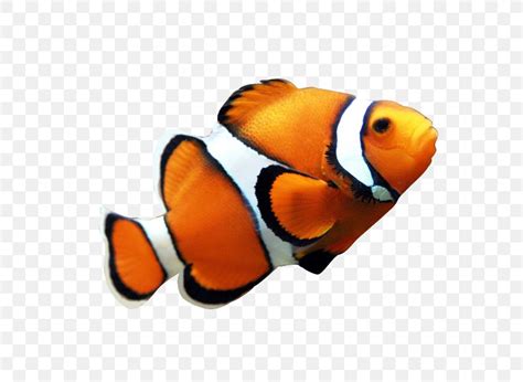 Clownfish Coral Reef Fish Angelfish Clip Art, PNG, 600x599px, Clownfish, Angelfish, Coral Reef ...