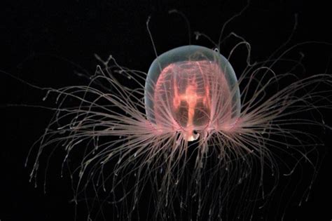 Turritopsis dohrnii - a small jellyfish that can turn back time by reverting to an earlier stage ...