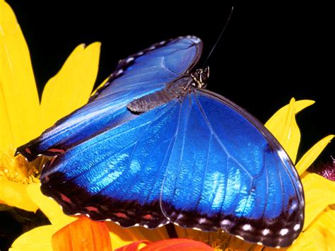 Blue Morpho Butterfly - Fractality