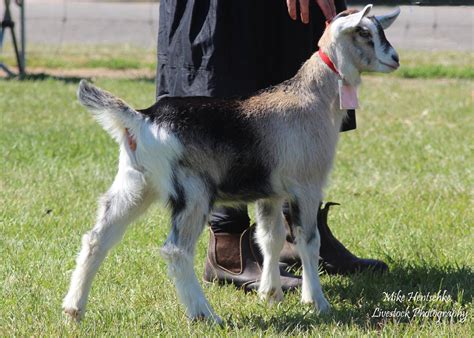 Alpine – Dairy Goat Society of Australia Ltd