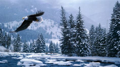 Flying Bald Eagle In Snow Covered Forest During Winter 4K HD Birds Wallpapers | HD Wallpapers ...