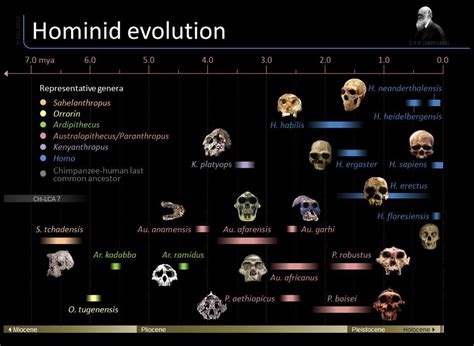 Hominid evolution/phylogeny by skull development. Need I say more ...