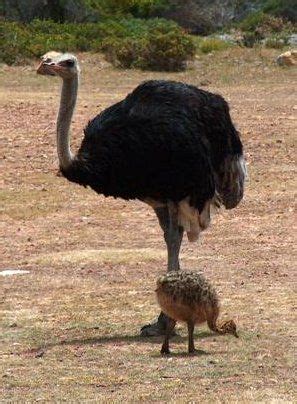 The Ostrich – The World’s Biggest Bird! « Big Animals | Ostriches, Big animals, Big bird