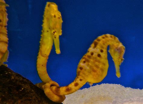 39 Seahorse Facts That Will Change Your Perception About Them