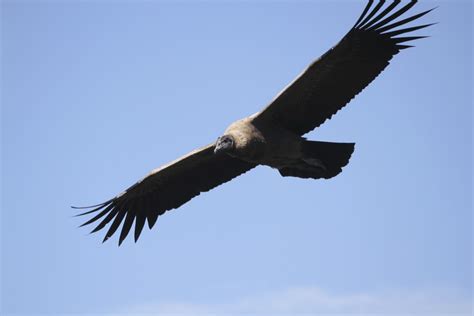 Flying Andean Condor photo and wallpaper. All Flying Andean Condor pictures