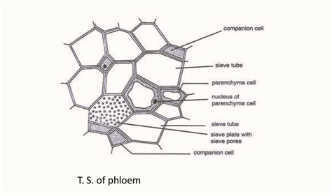 Phloem Diagram - Longitudinal and Transverse Section Diagram of Phloem ...