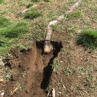 Tree Root Removal & Root Tracing | Stump Removal Services