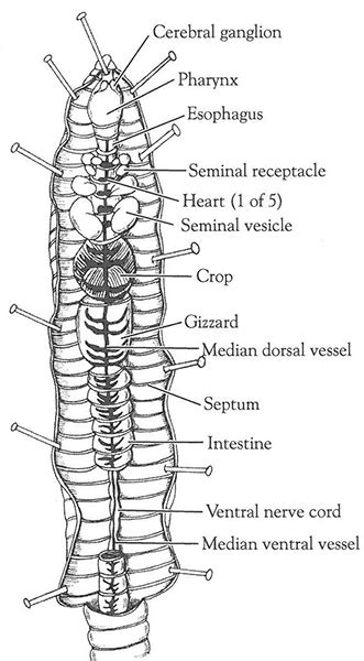 22+ Worm Anatomy Diagram - NarinaAvaya